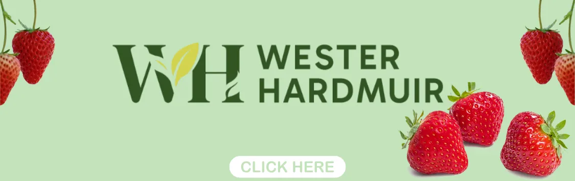 WESTER HARDMUIR STRAWBERRIES
