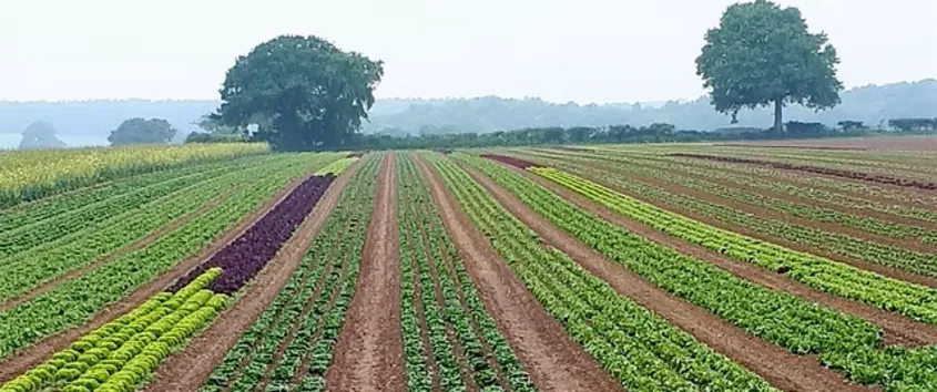 NORFOLK PRODUCE 