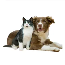 Pet category