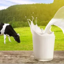 Milk category