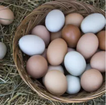 Eggs category