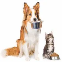 Pet category