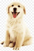 Dog category