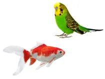 Other Pet category