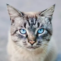 Cat category