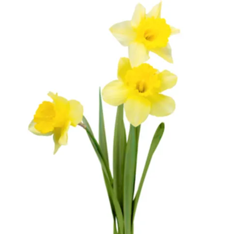 British Daffodils