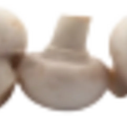 CLOSED CUP MUSHROOMS 