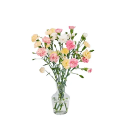 Co-op Colourful Carnations