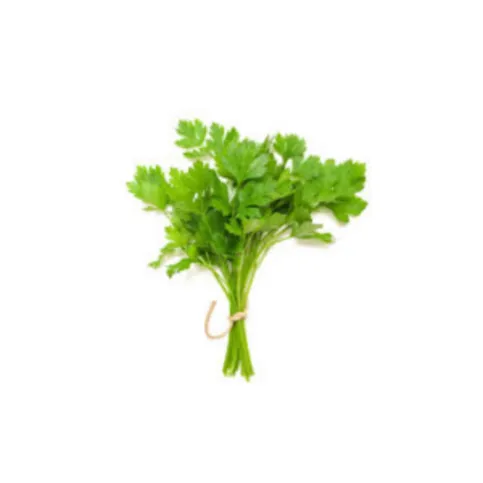 Coriander (Dhania)