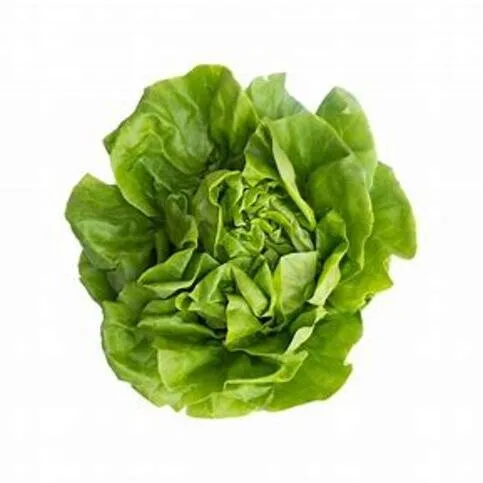 Flat Lettuce