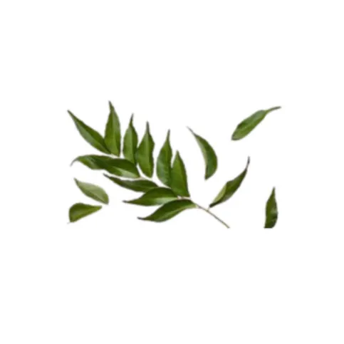 Fresh Curry Leaves Packet