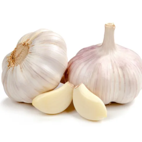 Garlic