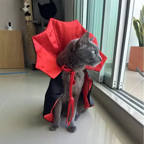Halloween cat &dog costum