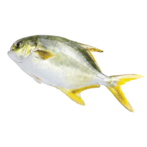IQF Golden Pomfret
