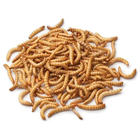 MEALWORMS