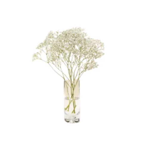 Morrisons Gypsophilia