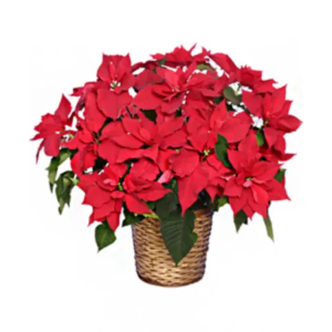 Morrisons Indoor Poinsettia
