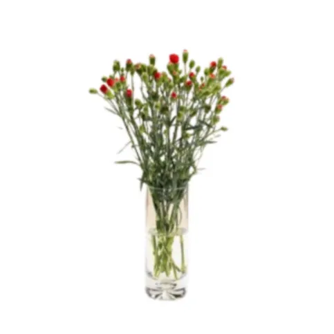 Morrisons Spray Carnations