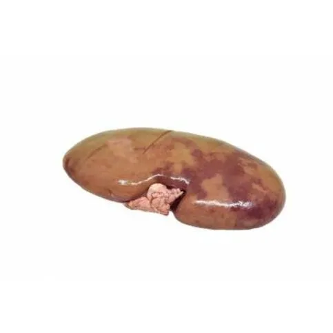 Pigs Kidney (Whole)