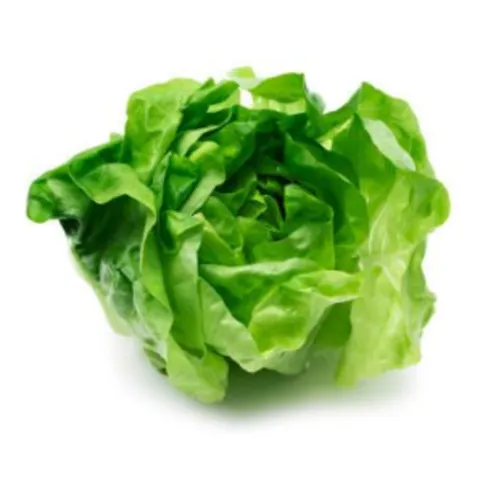 Round Lettuce