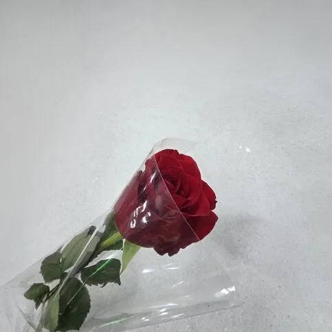 Single Rose