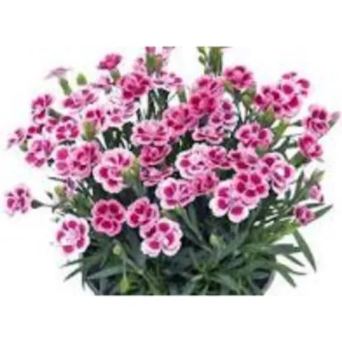 Co-op Colourful Carnations