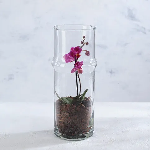 Co-op Glass Orchid Vase
