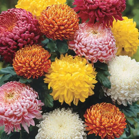 Co-Op Mixed Chrysanthemums
