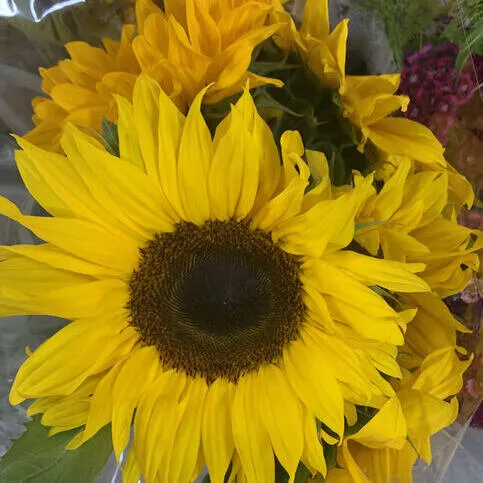 Co-op Sunflowers 5 Heads