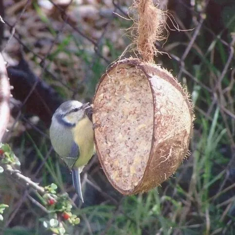 Mealworm Fat Coconut Feeder