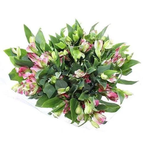 Co-op Speciality Alstroemeria Bunch