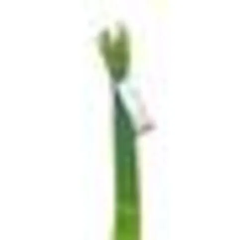 Co-op Daffodils