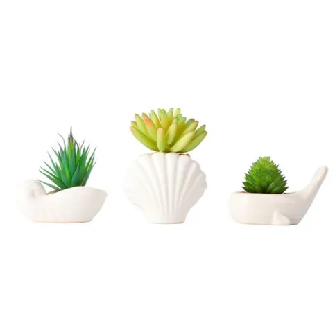 Morrisons Mini Succulent in Ceramic