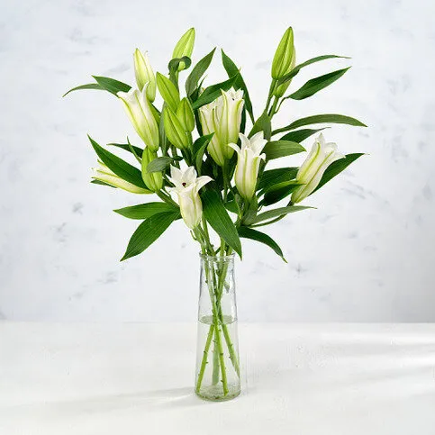 Co-op Oriental Lilies