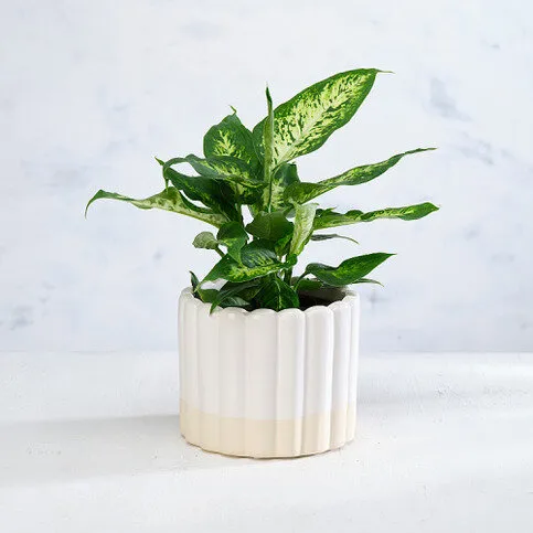 Co-op Florist Foliage