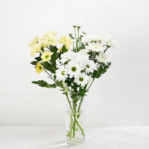 Morrisons Chrysanthemum Duo